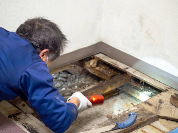 Professional Mold Removal in Orange Beach, AL