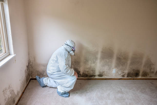 Best Attic Mold Removal  in Orange Beach, AL